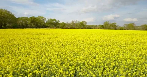 Flying over a field of organic rapeseed AERIALOCT2018 Stock Footage 75230192