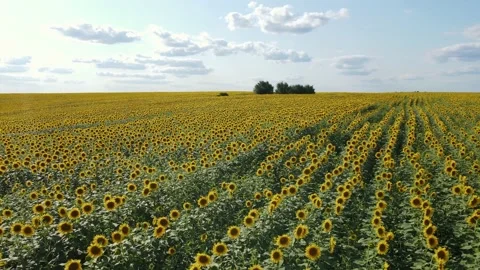 Flying over a field planted in a row of young golden sunflowers in summer day Stock Footage 157830132