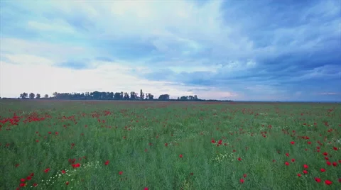 Flying Over A Field of Poppies Stock-Footage 63552435