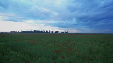 Flying Over A Field of Poppies Stock Footage 63553595