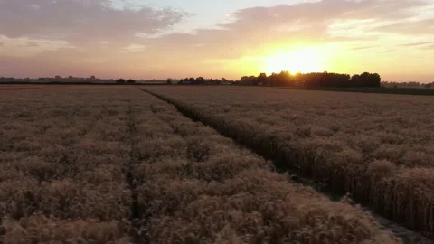 Flying over a field of ripe wheat at sunset. Stock Footage 158148495