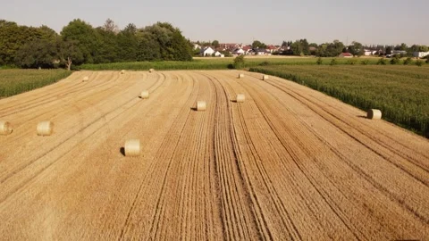 Flying over a field with rolls of hay balls Stock Footage 250462048