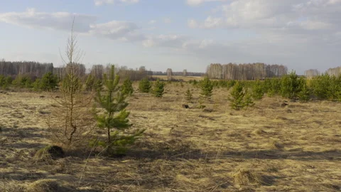 Flying over a field with small trees. Video stock 133948534