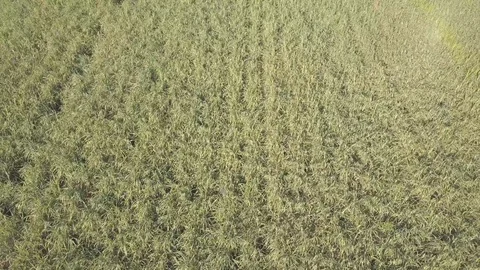 Flying over a field of sugar cane (sugarcane) drone shot Vídeos de archivo 106416314