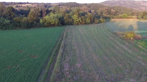 Flying over the field in summer Video stock 138075249