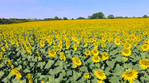 Flying Over Field of Sunflowers Stock Footage 66925959