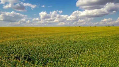 Flying over a field of sunflowers. Stock Footage 79042082