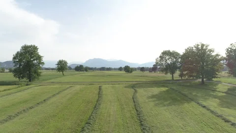 Flying over a field with trees. Drone view Stock Footage 266783554