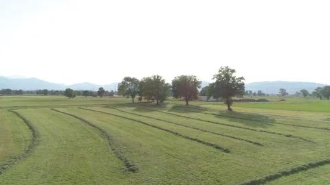 Flying over a field with trees. Drone view Stock Footage 266783828