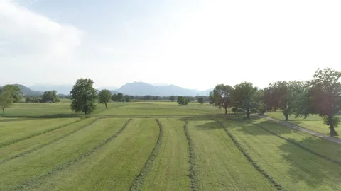 Flying over a field with trees. Drone view Stock Footage 266783988