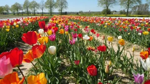 Flying over a field of tulips in springtime Stock Footage 184957067