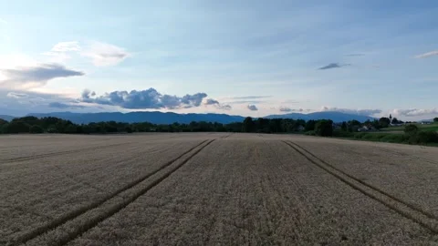 Flying over a field of wheat after sunset. Stock Footage 280981041