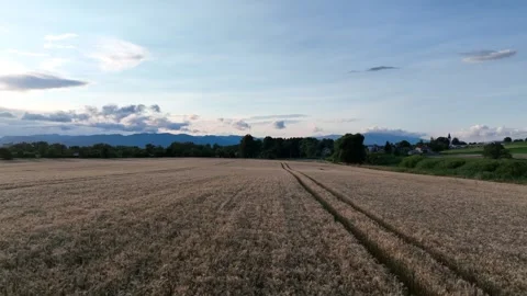 Flying over a field of wheat after sunset. Stock Footage 280982719
