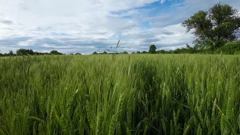 Flying over a field of wheat against a surreal sky Stock Footage 277227342