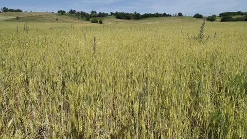 Flying over the field with wheat Stock Footage 103275443