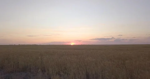 Flying over a field of wheat Stock Footage 117136681