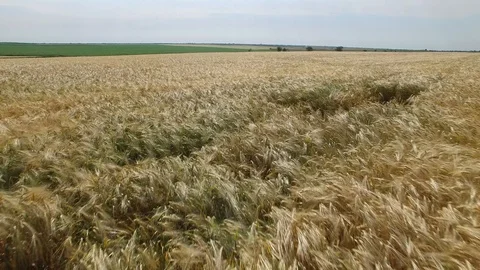 Flying over a field of wheat Stock Footage 122769556