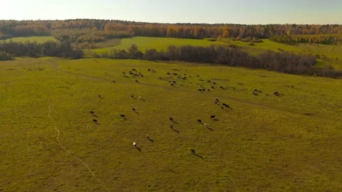 Flying over a field where a herd of cows grazes. Video stock 142861829