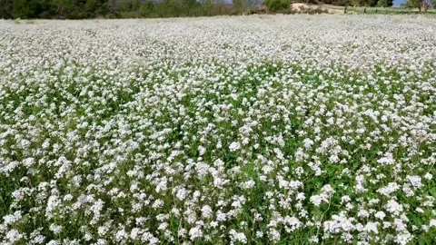 Flying over field of White Rocket HD drone Stock Footage 287450619