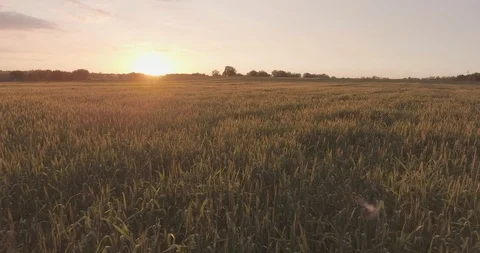 Flying over the field of young wheat with and beautiful sunset Stock-Footage 129132731