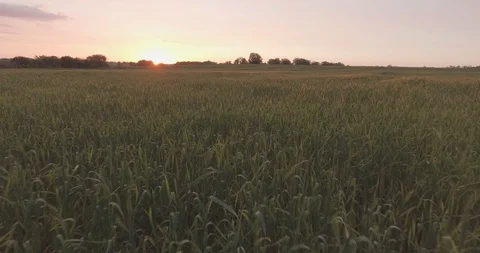 Flying over the field of young wheat with sunset Stock-Footage 129282907