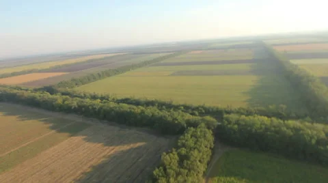 Flying over fields and forest belt Video stock 38606657