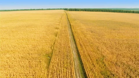 Flying over fields and forest Stock-Footage 44323221