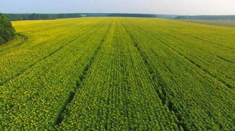 Flying over the fields of blooming sunflowers Stock-Footage 66376449