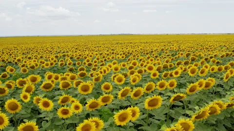 Flying Over the Fields of Blooming Sunflowers. Stock Footage 201131498