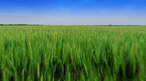 Flying over fields 動画素材 39591822