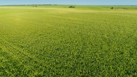 Flying over fields Stock Footage 100662175