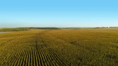 Flying over fields Stock Footage 100662363
