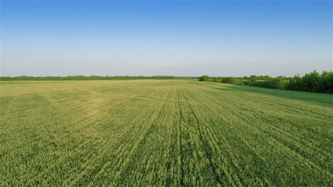 Flying over fields Stock Footage 100662557