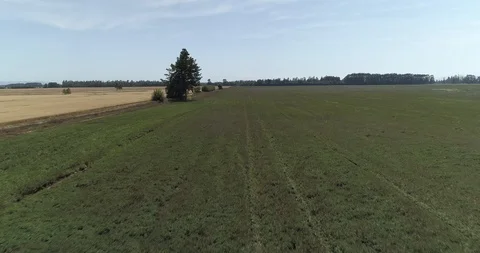 Flying over the fields Stock Footage 124858156