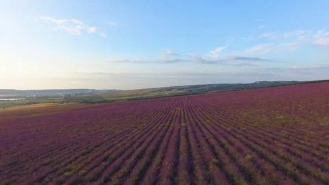Flying over fields of lavender, aerial video Stock Footage 77523284