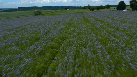 Flying over fields with purple flowers. Stock Footage 125484077