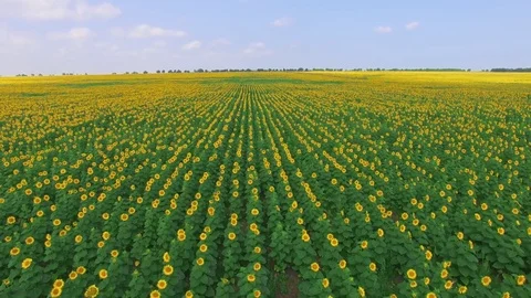 Flying over fields of sunflowers, aerial video Stock Footage 77481655