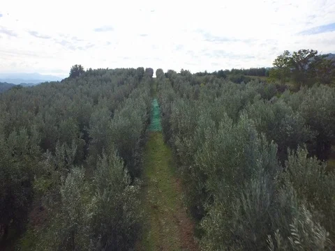 Flying over the fields towards the road Stock Footage 72444405