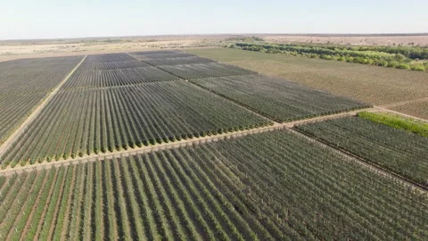 Flying over the fields where vegetables are grown Stock Footage 153034622