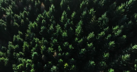 Flying over fir forest Video stock 327439030