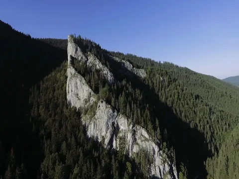 Flying over fir tree tops Stock Footage 80806241