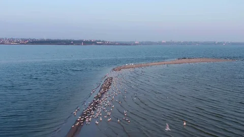 Flying over a flock of birds which are sitting on the shore at sunset Stock Footage 129172754