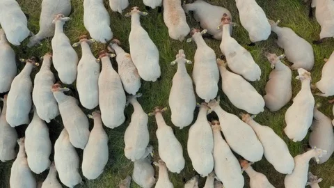 Flying over a flock of sheep grazing in an ecologically clean green meadow Stock-Footage 116787403