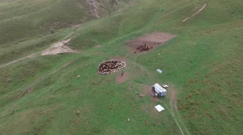 Flying over a flock of sheeps. Stock Footage 68451809