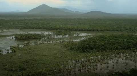 Flying over the flooded forest Stock Footage 52356794