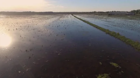 Flying over flooded rice fields Stock Footage 92372493