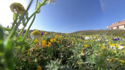 Flying Over A Flower field. Spring day. Low Viewing Angle Stock Footage 153866998