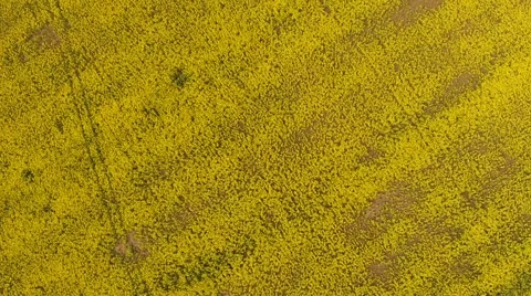 Flying over flowering field Stock Footage 50024471