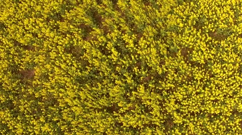Flying over flowering field Stock Footage 50024534