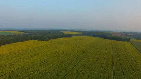 Flying over the flowering fields of sunflowers Stock-Footage 71301674